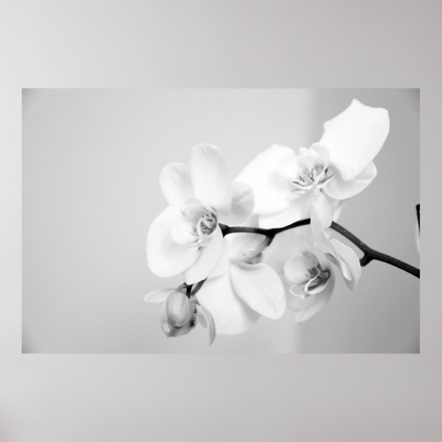 Orchid Poster (Vorne)