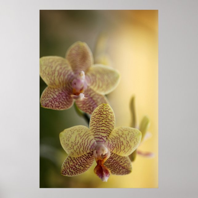 Orchid Poster (Vorne)