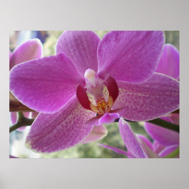 Orchid Poster (Vorne)