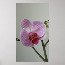 Orchid Poster