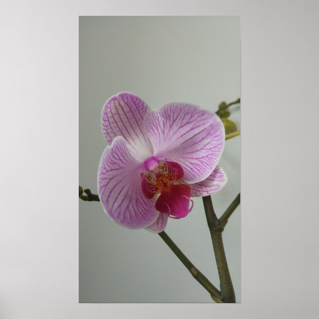 Orchid Poster (Vorne)
