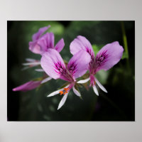 Orchid Poster