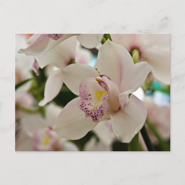 Orchid Postkarte (Vorderseite)