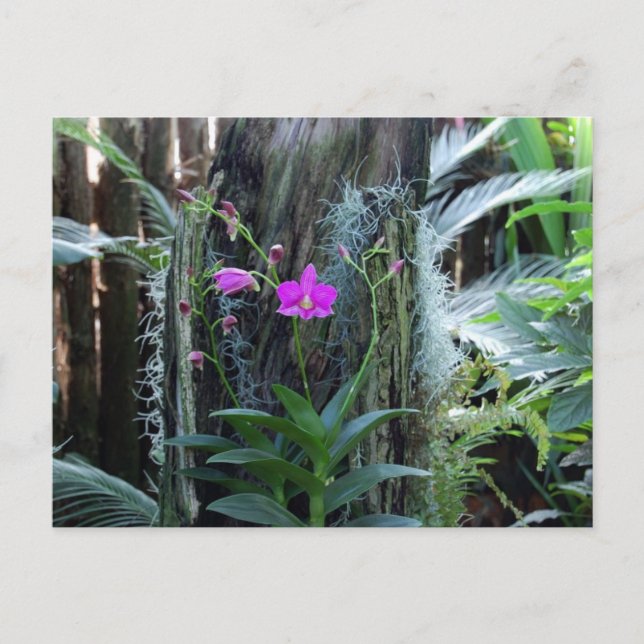 Orchid Postkarte (Vorderseite)