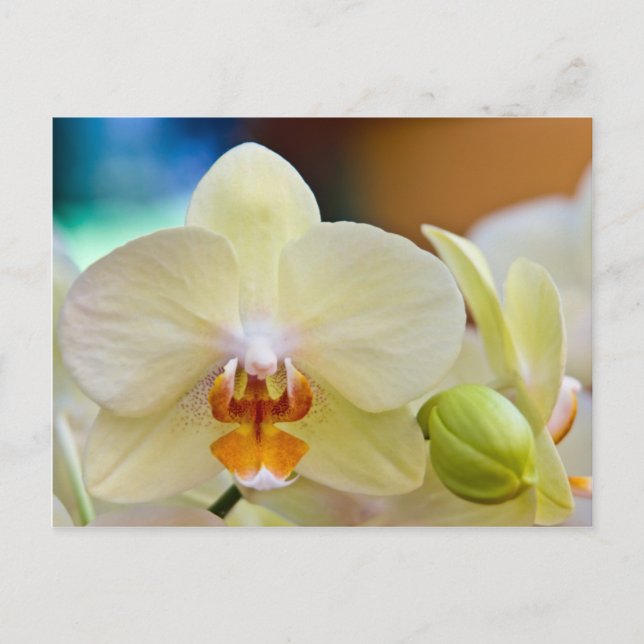 Orchid Postkarte (Vorderseite)