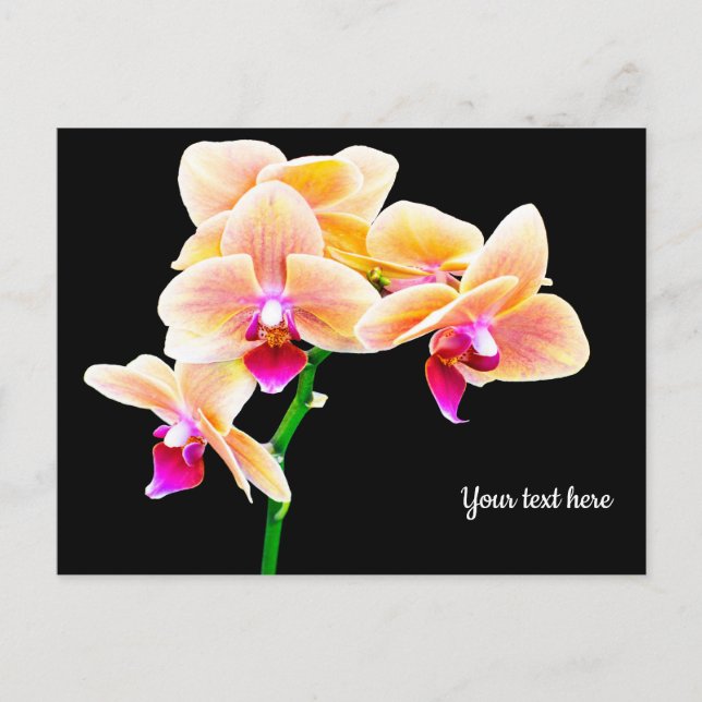 Orchid Postkarte (Vorderseite)