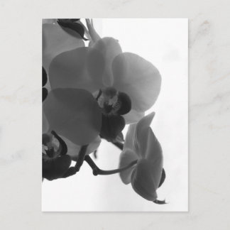 Orchid Postkarte