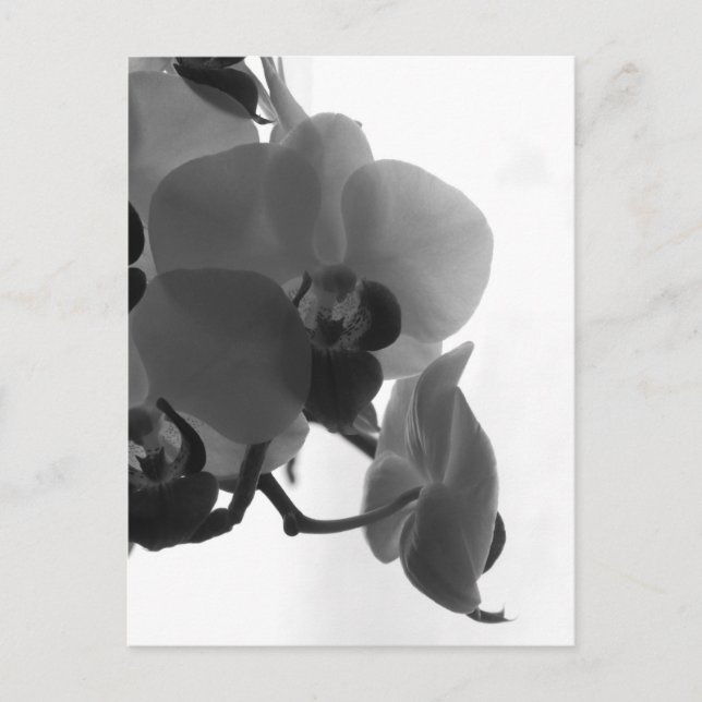 Orchid Postkarte (Vorderseite)