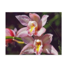 Orchid Postkarte