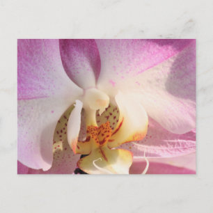 Orchid Postkarte