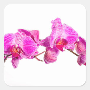 Orchid Quadratischer Aufkleber