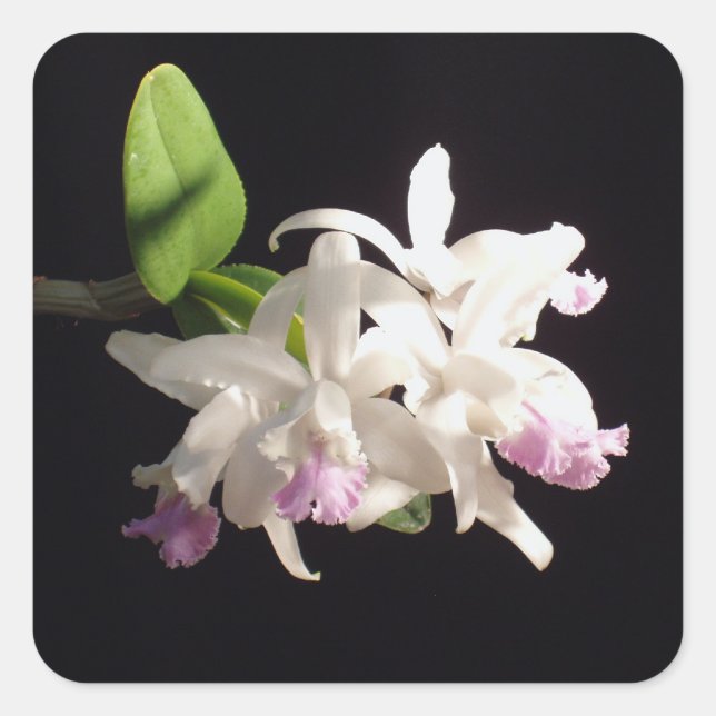 Orchid Quadratischer Aufkleber (Vorderseite)