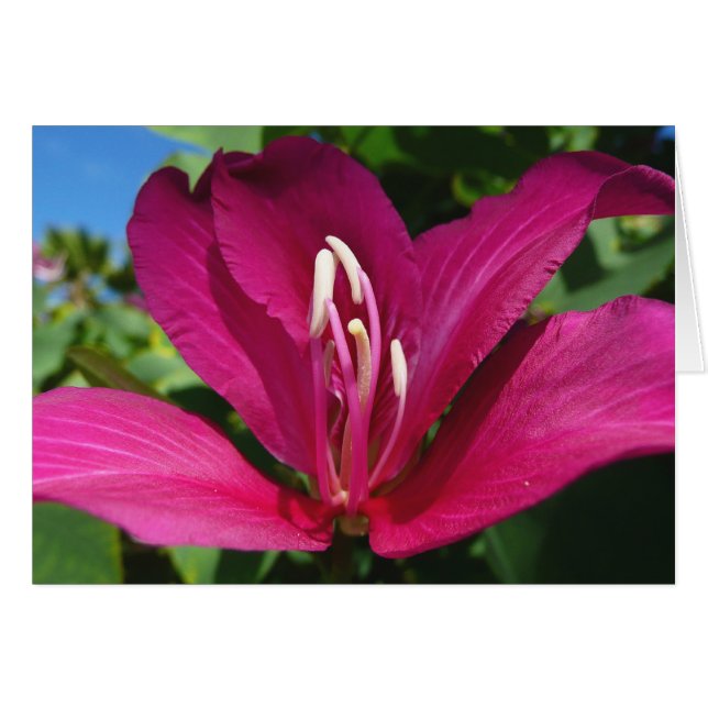 Orchid Tree Blossom Tropical Floral (Vorderseite (Horizontal))