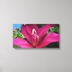 Orchid Tree Blossom Tropical Floral Leinwanddruck
