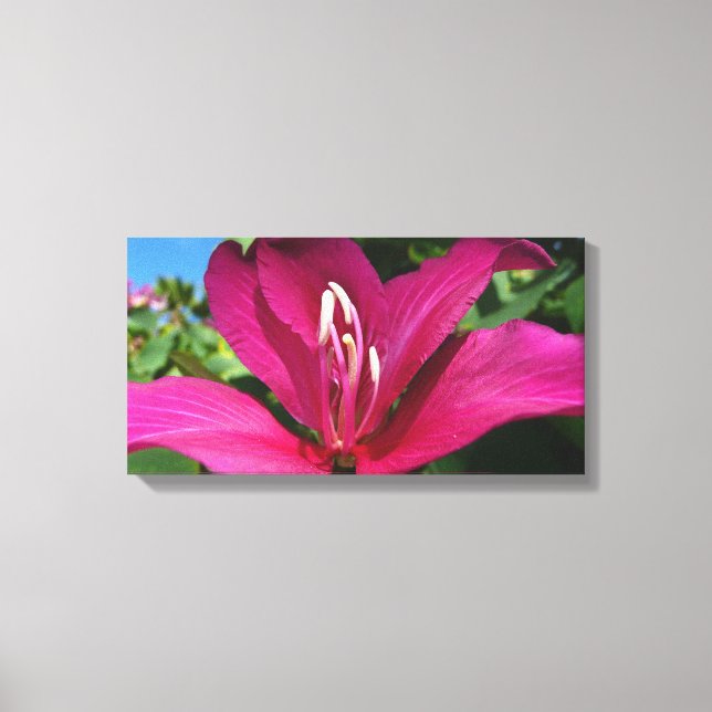 Orchid Tree Blossom Tropical Floral Leinwanddruck (Vorderseite)