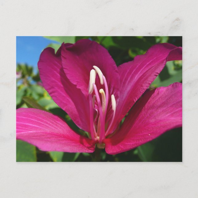 Orchid Tree Blossom Tropical Floral Postkarte (Vorderseite)