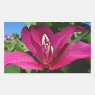 Orchid Tree Blossom Tropical Floral Rechteckiger Aufkleber