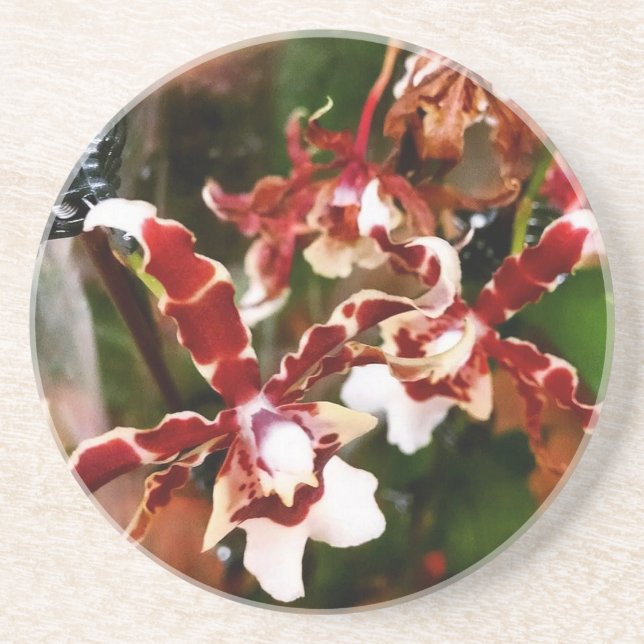 Orchid Untersetzer (Vorne)