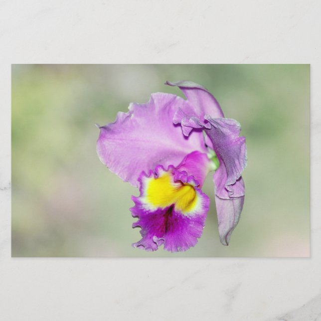 Orchid, von Gott für Mama berührt (Vorderseite)