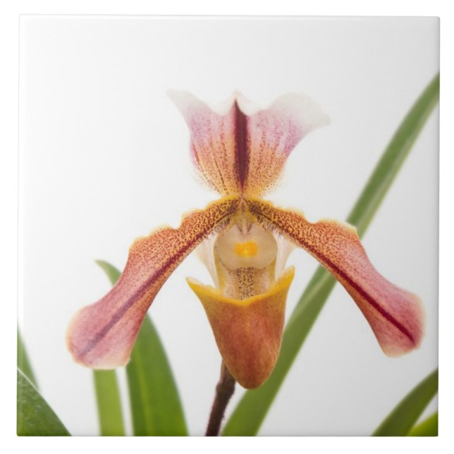 Orchid - Wird der Slipper passen Fliese (Vorderseite)