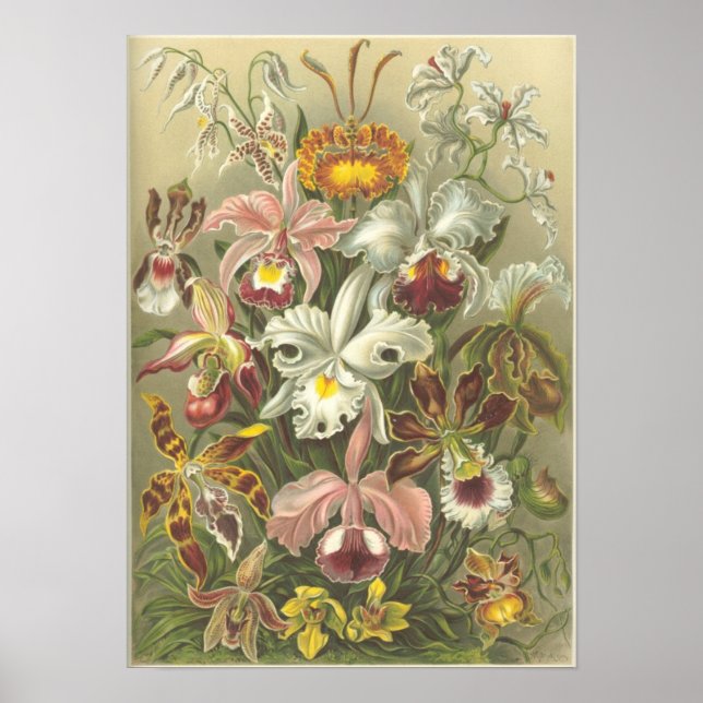 Orchidae Poster (Vorne)