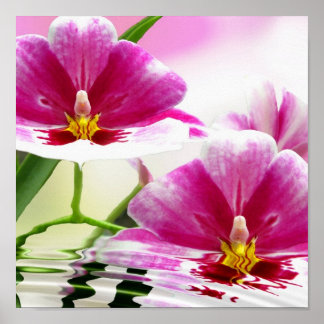 Orchide-Ripple Poster