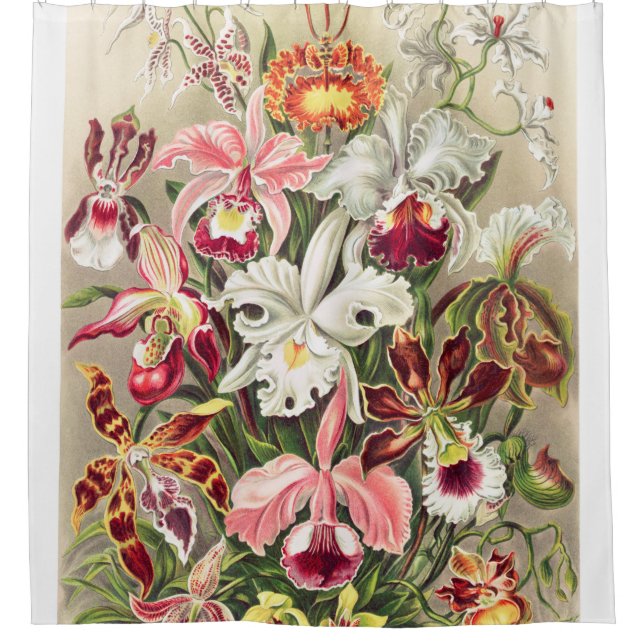 Orchideae Denusblumen A Giltsch von Ernst Haeckel Duschvorhang (Vorderseite)