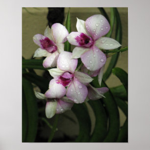 Orchideas Plakat