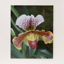 Orchidee