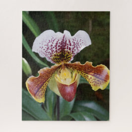 Orchidee