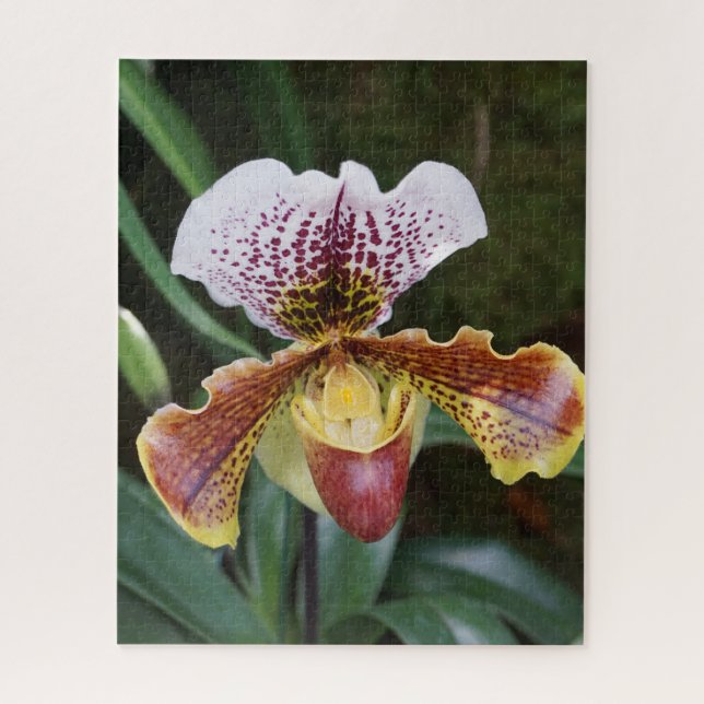 Orchidee (Vertikal)