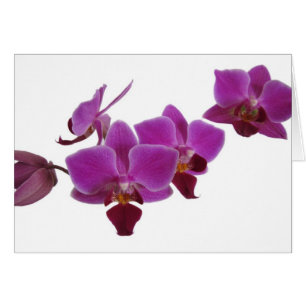 Orchidee