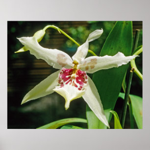 Orchidee Beallara 'Tahoma Glacier Poster