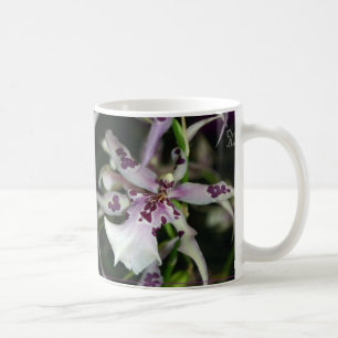 Orchidee Beallara Tasse