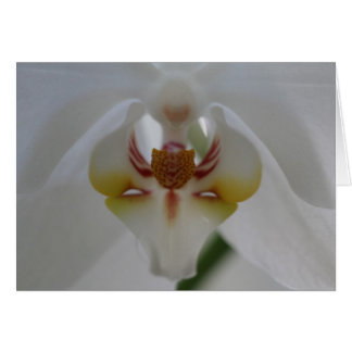 Orchidée blanche