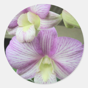 Orchidée blanche et violette sur un autocollant