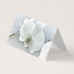 Orchidée blanche Phalaenopsis