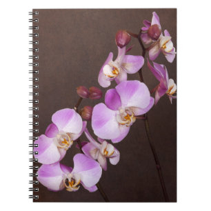 Orchidee Blume Diagonal Violet Weißes Nahes Foto Notizblock