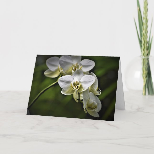 Orchidée, carte (Devant)