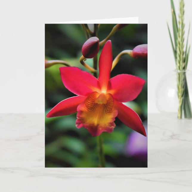 Orchidée, carte (Devant)