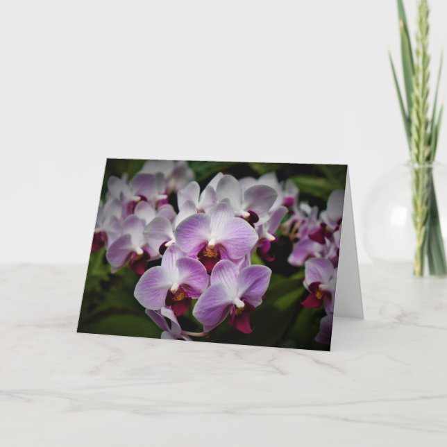 Orchidée, carte (Devant)
