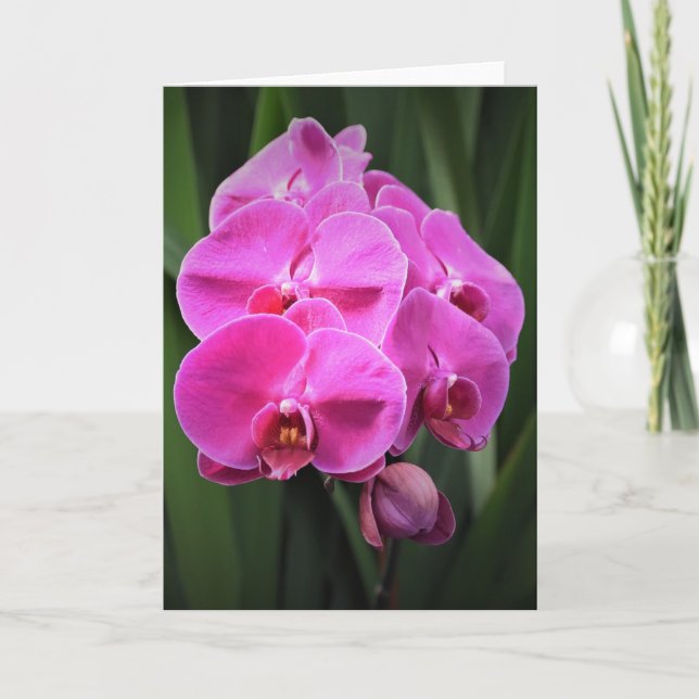 Orchidée, carte (Devant)