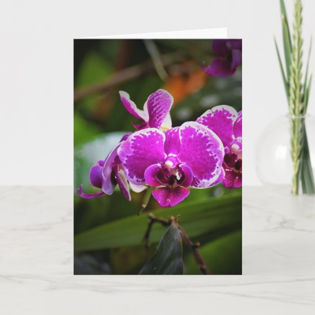 Orchidée, carte (Devant)
