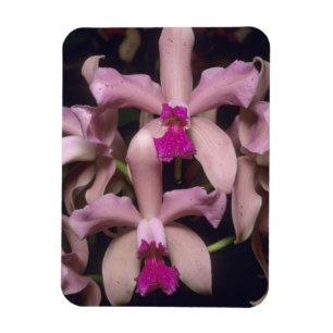 Orchidee, (Cattleya amethystoglossa), Osten Magnet