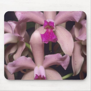 Orchidee, (Cattleya amethystoglossa), Osten Mousepad