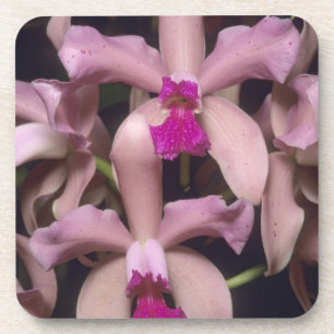 Orchidee, (Cattleya amethystoglossa), Osten Untersetzer