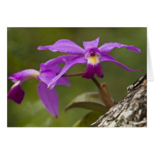 Orchidée Cattleya violette Cattleya violacea)