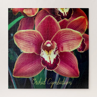 Orchidee. Cymbidium