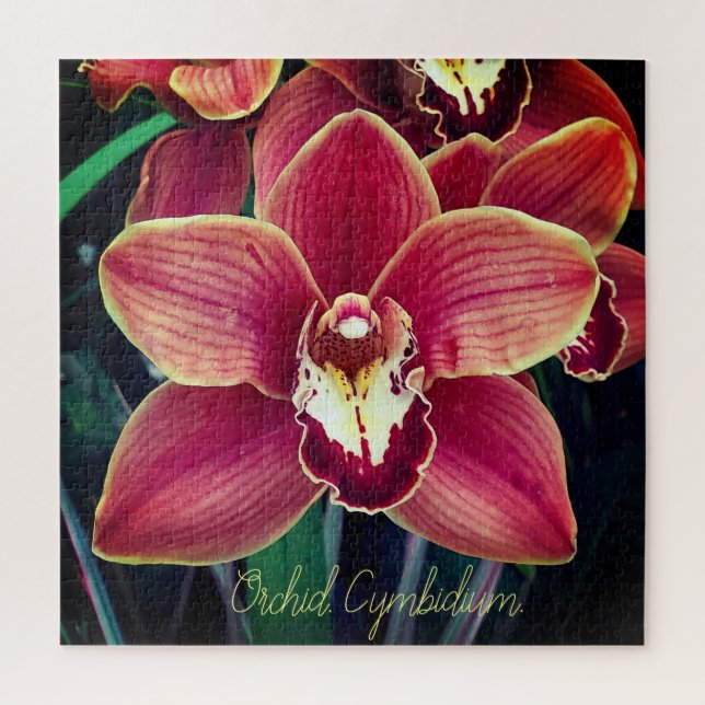 Orchidee. Cymbidium (Vertikal)