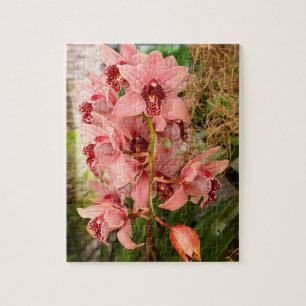 Orchidee - Cymbidium - Vivien hainsworth x Trinket